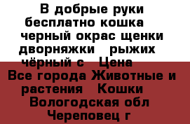 В добрые руки бесплатно,кошка,2.5черный окрас,щенки дворняжки,3 рыжих 1 чёрный,с › Цена ­ - - Все города Животные и растения » Кошки   . Вологодская обл.,Череповец г.